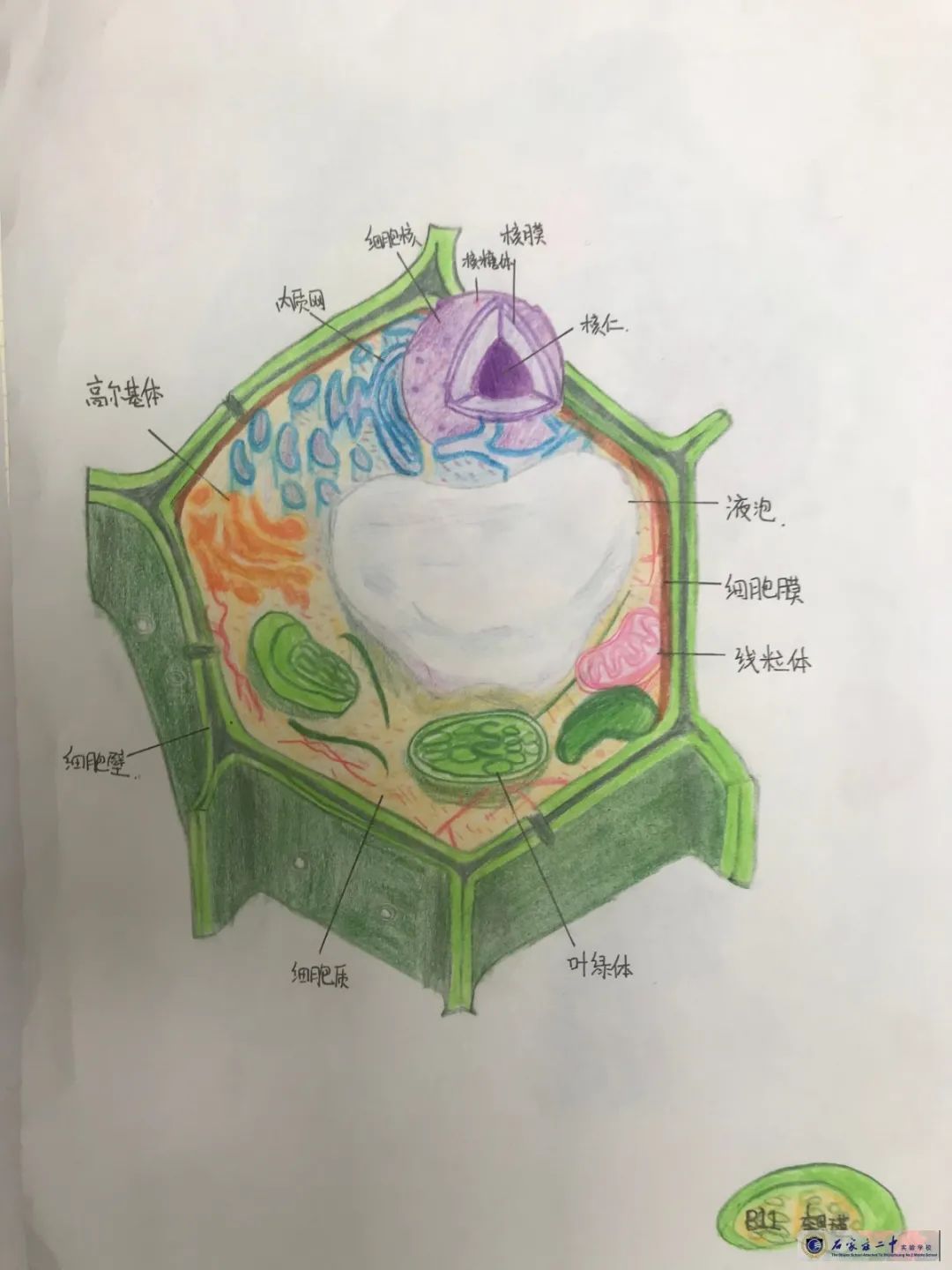 感受细胞之美丨生物模型制作大赛展览来啦