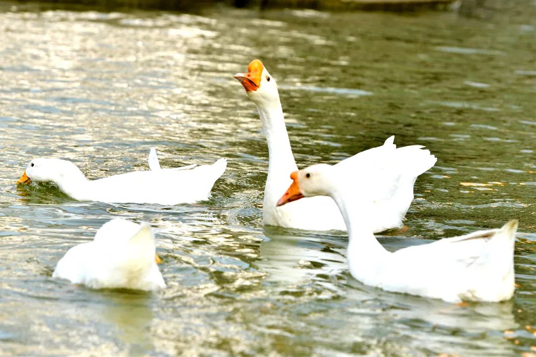 image012.jpg