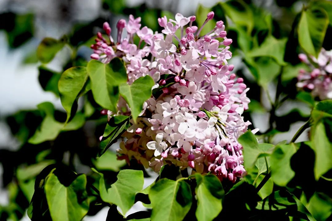 image009.jpg